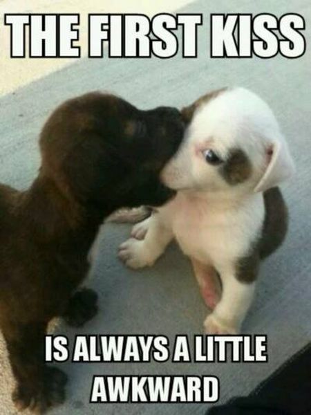dog-humor-funny-first-kiss-puppies